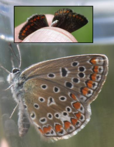 Polyommatus icarus