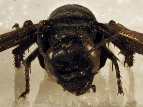 Réf. 178 089 : Entomobora plicata