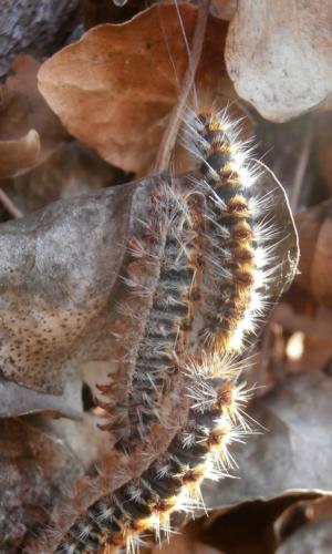 Thaumetopoea pityocampa