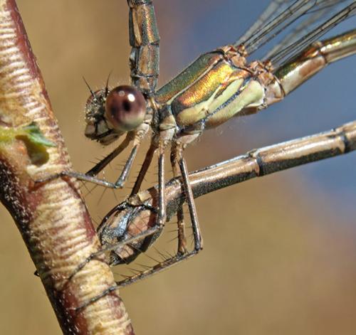 Chalcolestes viridis