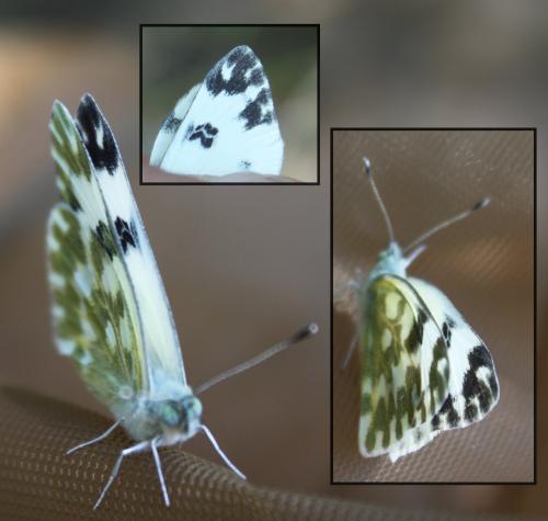 Réf. 178 651 : Pontia daplidice