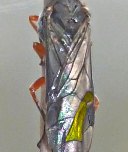 Dolerus sp.