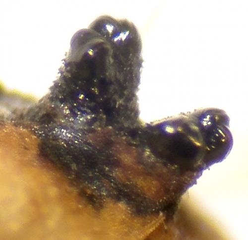 Réf. 178 112 : Voria ruralis