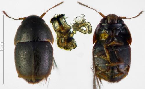 Acrotrichis sp.