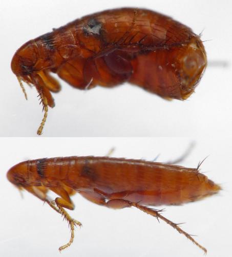 Réf. 178 994 : Ctenophthalmus assimilis