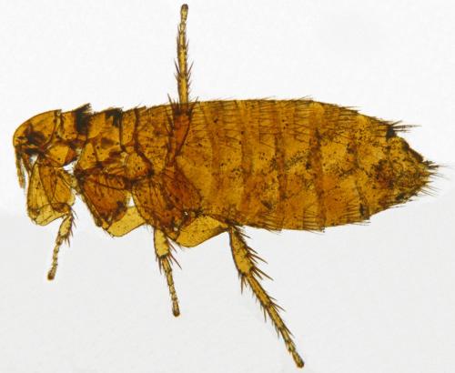 Ctenophthalmus assimilis