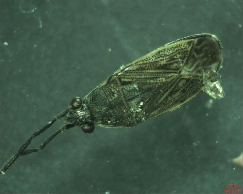 Peritrechus gracilicornis