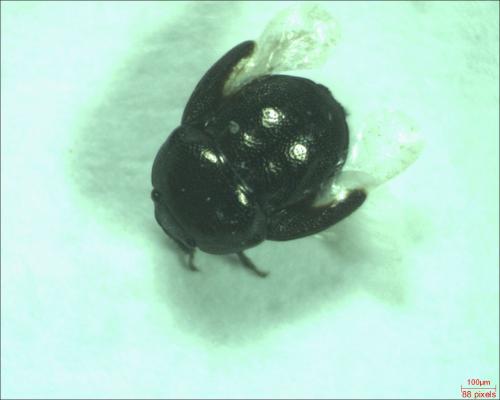 Réf. 178 672 : Thyreocoris scarabaeoides