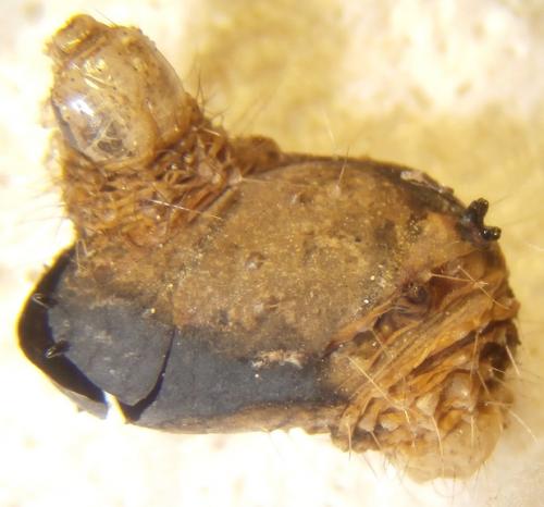 Réf. 178 063 : Voria ruralis