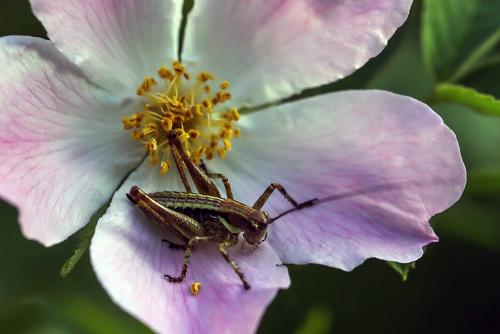 Réf. 178 386 : Tettigoniinae inconnu