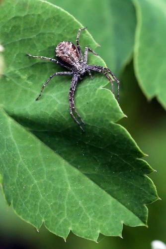 Philodromus sp.