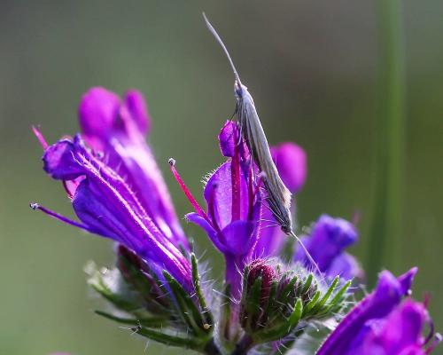 Coleophora sp.