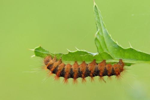 Acronicta auricoma