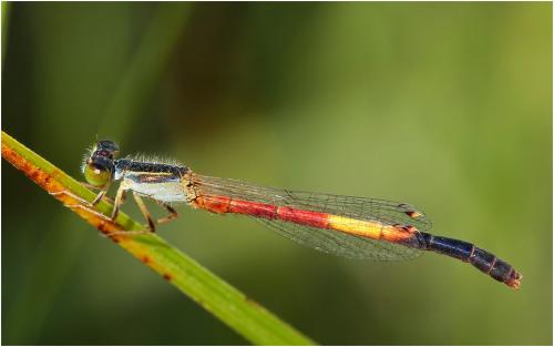 Ischnura nursei