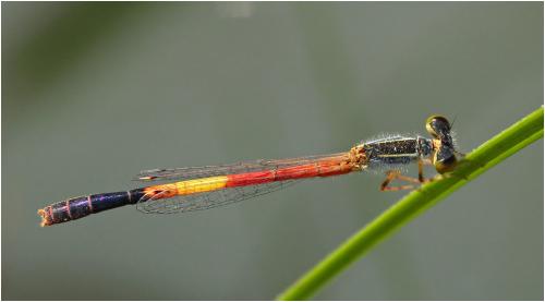 Ischnura nursei