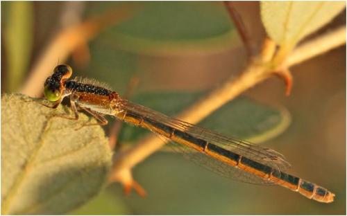 Ischnura nursei