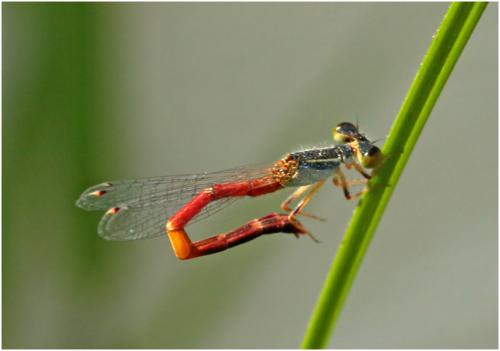 Ischnura nursei