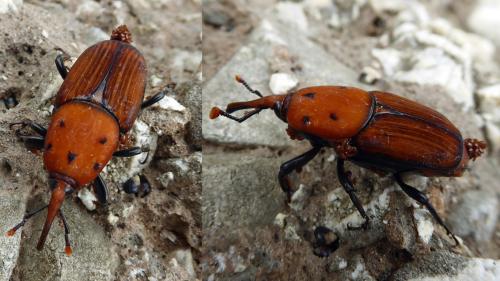 Rhynchophorus ferrugineus