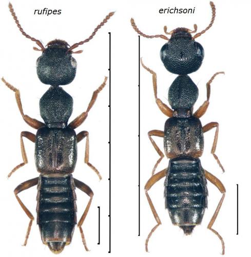 Rugilus divers