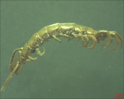 Lithobius sp.