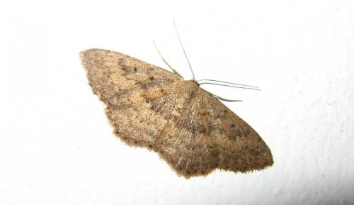 Scopula guancharia