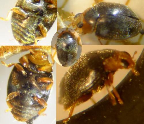 Réf. 178 756 : Scymnus sp.