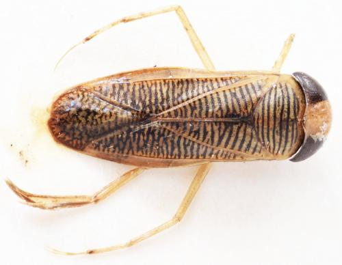 Sigara nigrolineata