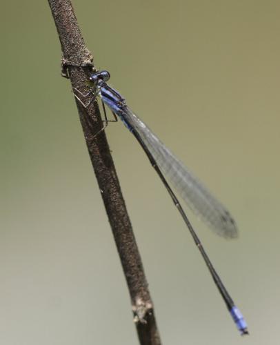 Archibasis viola