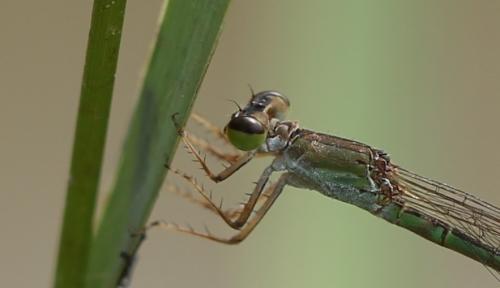 Agriocnemis femina
