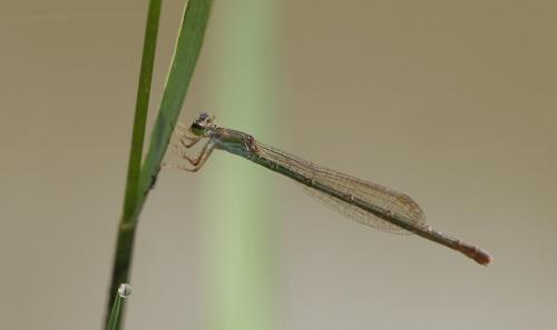 Agriocnemis femina