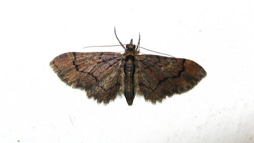 Gymnoscelis rufifasciata