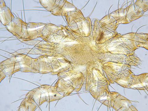 Spinturnix myoti