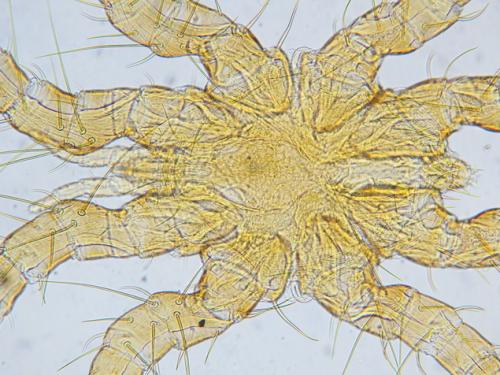 Réf. 178 354 : Spinturnix sp.