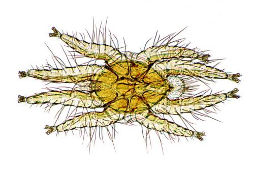 Spinturnix myoti