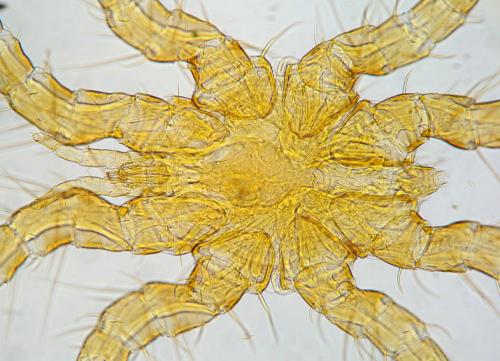Spinturnix myoti