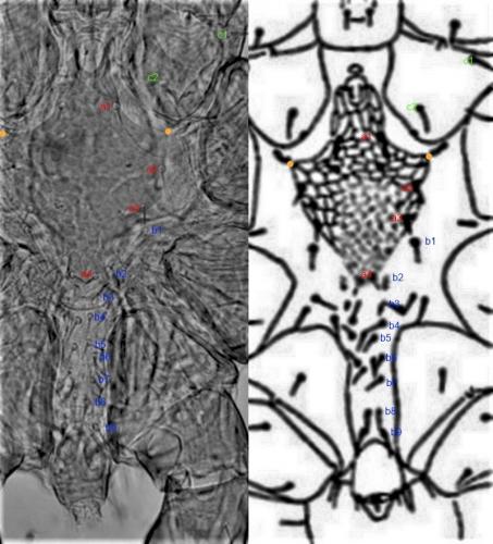 Spinturnix myoti