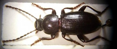 Stenomax meridianus