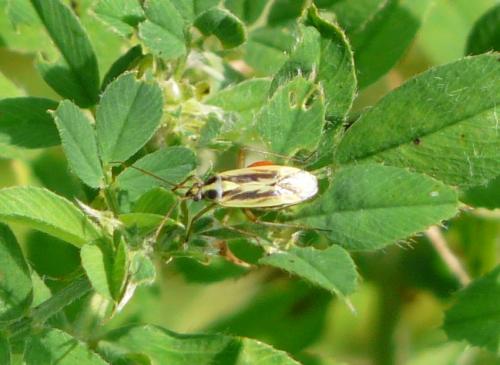 Stenotus binotatus