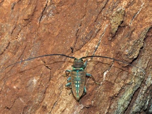 Sternotomis sp.