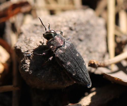 Réf. 178 034 : Chrysobothris sp.