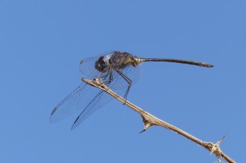Réf. 178 668 : Trithemis sp.