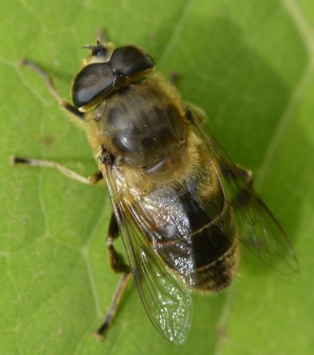 Réf. 178 155 : Eristalis tenax