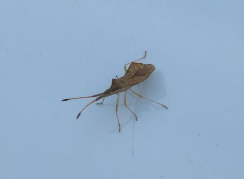 Réf. 178 219 : Syromastus rhombeus