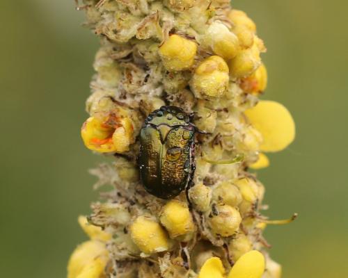 Réf. 178 968 : Potosia cuprea