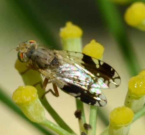 Réf. 178 658 : Tephritis divisa