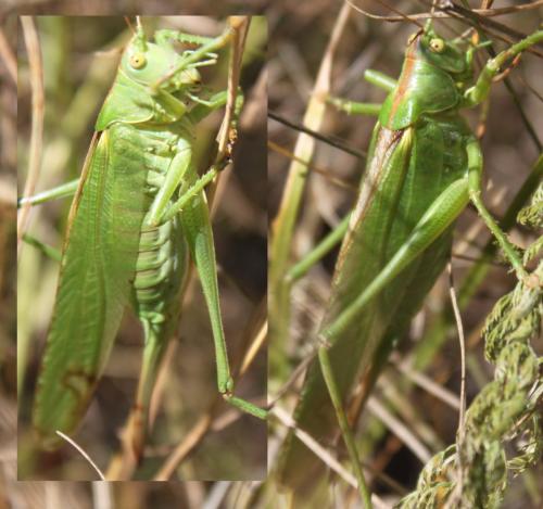 Tettigonia viridissima