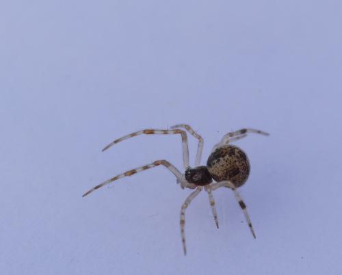 Réf. 178 513 : Parasteatoda sp.