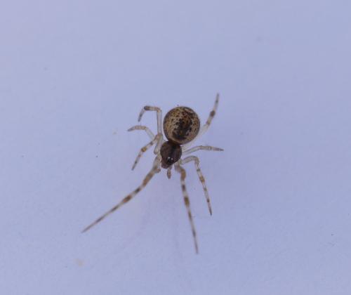 Parasteatoda sp.