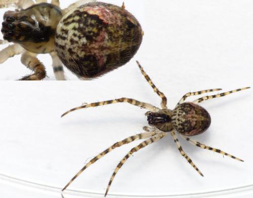 Réf. 178 319 : Metellina merianae