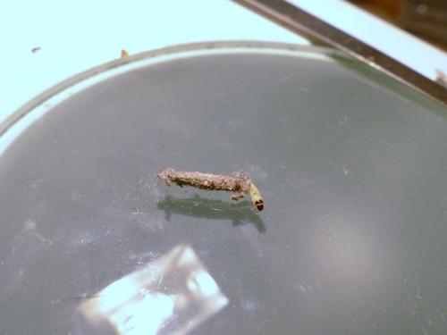 Réf. 178 826 : Tinea pellionella